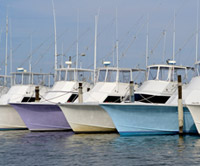 dolphins in Virginia Beach